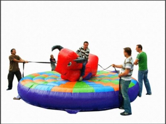 Location de TAUREAU BULL RODEO
